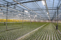 Dutch tomato propagator WPK, a Fluence customer, uses a mix of LEDs and HPS in this greenhouse. In the photo above, only the LED lights are switched on.