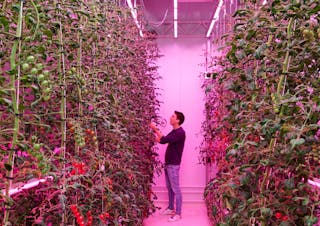 Indoor farming is often associated with stacked racks, but it can also apply to high-wire set-ups such as here with tomatoes amid the interlights and toplights at the Signify GrowWise center.