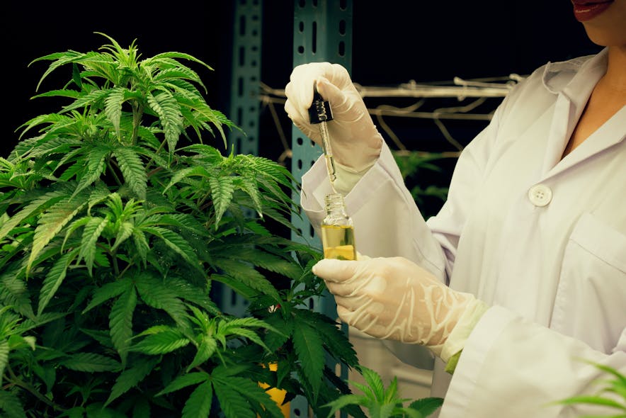 Lighting vendor Fluence and medicinal plant research outfit Innexo are teaming to give more outreach to cannabis science. (Stock image does not show the Innexo facility).