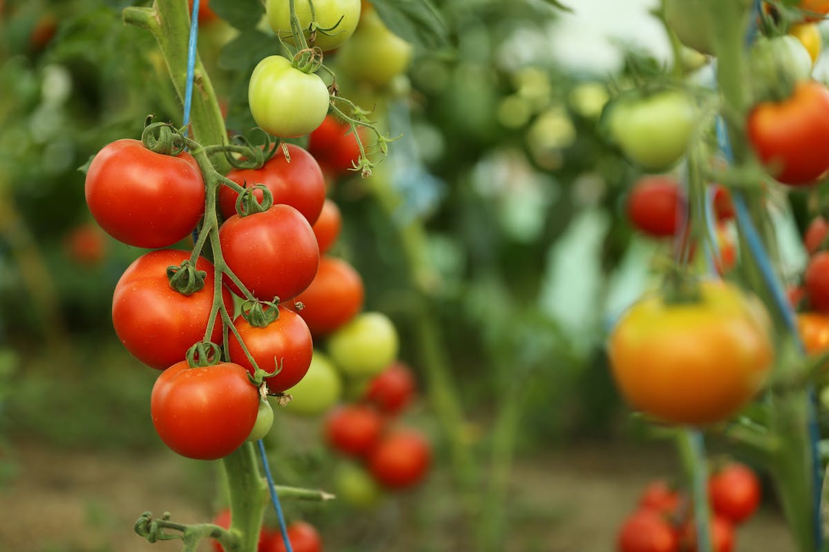 Far-red light increases tomato sweetness and can also improve yields.