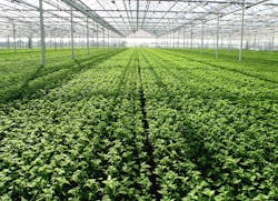 Look, no lights! The sun will have to do in greenhouses, with energy prices still running high, thereby slowing sales of horticultural lighting. Look, no lights! The sun will have to do in greenhouses, with energy prices still running high, thereby slowing sales of horticultural lighting.