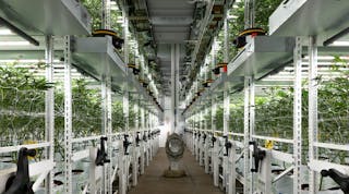 Cannabis growing in two tiers under the Fluence LED lights at Oakfruitland in Oakland, Calif.