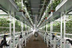 Cannabis growing in two tiers under the Fluence LED lights at Oakfruitland in Oakland, Calif. Cannabis growing in two tiers under the Fluence LED lights at Oakfruitland in Oakland, Calif.