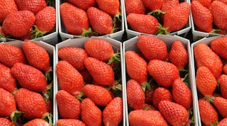 Fluence, Grodan, and WUR are researching how to optimize flavor and size of greenhouse strawberries grown year-round.