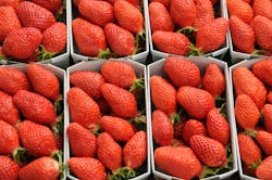 Fluence, Grodan, and WUR are researching how to optimize flavor and size of greenhouse strawberries grown year-round. Fluence, Grodan, and WUR are researching how to optimize flavor and size of greenhouse strawberries grown year-round.