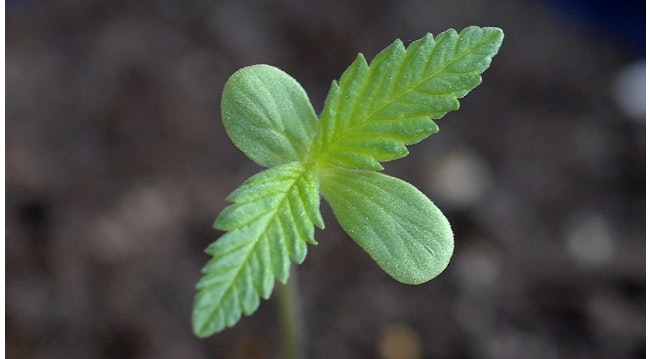 Cannabis seedlings like this one could fast forward to the flowering stage. (Used under CC BY-SA 3.0 DEED; License: https://creativecommons.org/licenses/by-sa/3.0/deed.en)