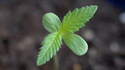 Cannabis seedlings like this one could fast forward to the flowering stage. (Used under CC BY-SA 3.0 DEED; License: https://creativecommons.org/licenses/by-sa/3.0/deed.en)