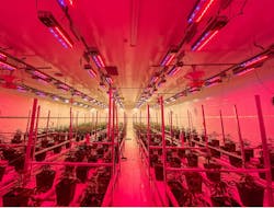 65ce6079a68b23001eda645f Lr Cheers Cannabis 3 65ce6079a68b23001eda645f Lr Cheers Cannabis 3