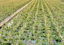 65fdf185d847f0001e8846cf One Floral 1 Lr 65fdf185d847f0001e8846cf One Floral 1 Lr