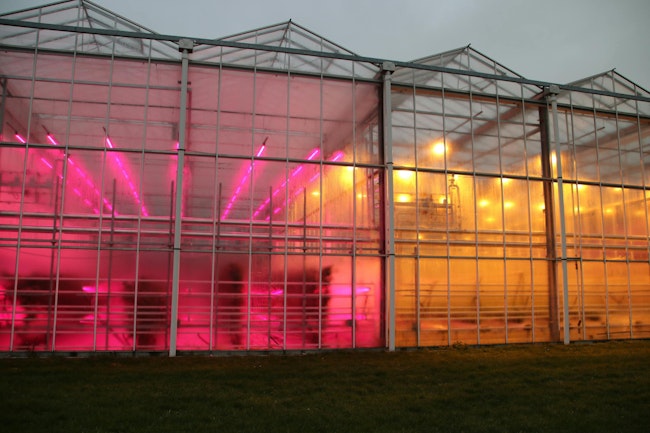Wageningen University & Research has been studying LED light recipes in general for some time at its facilities in Bleiswijk, the Netherlands, pictured above in a photo that predates the new “red-only” trial with Signify.
