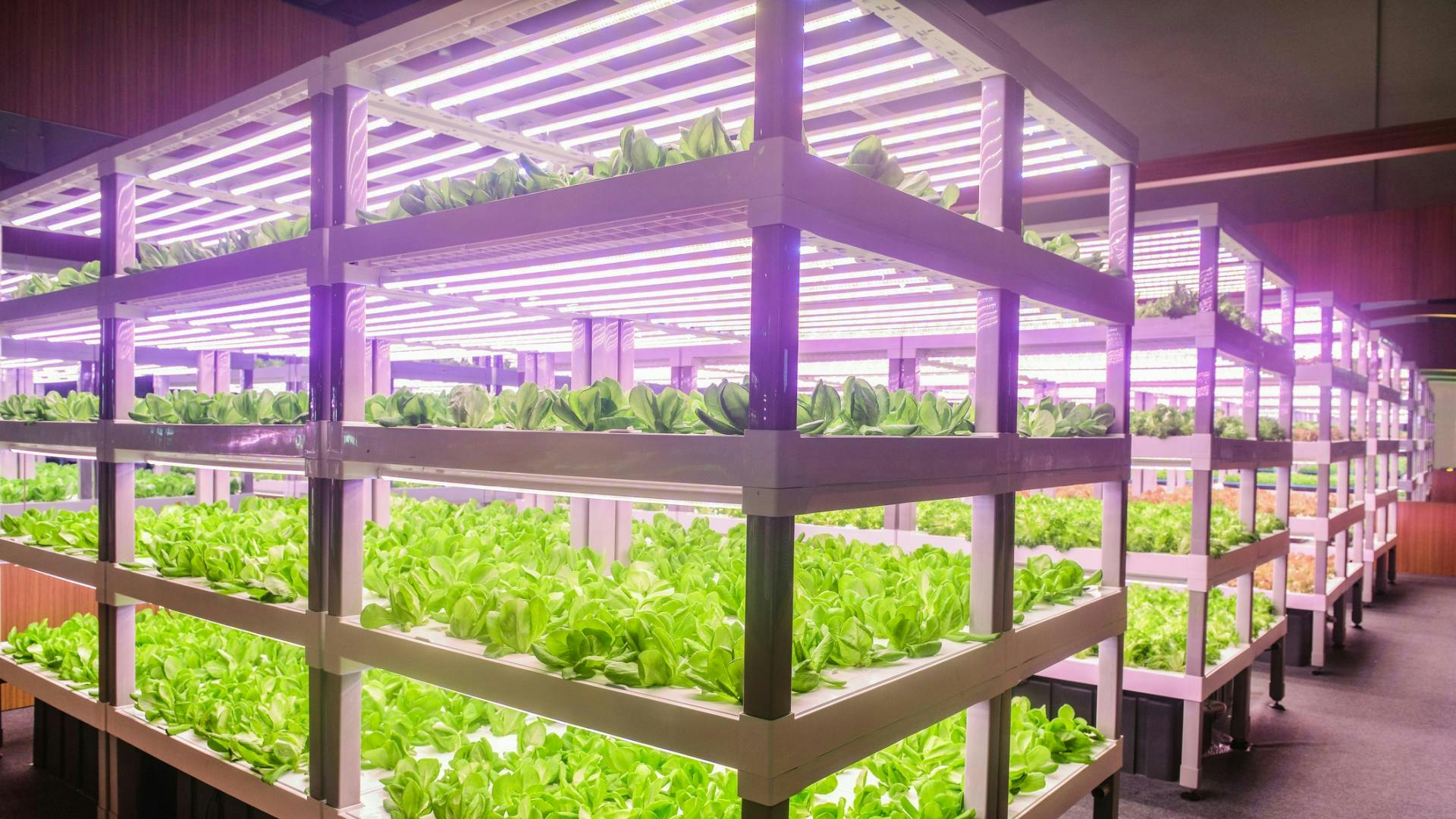 Ams Osram is positioning the new Osconiq P 3737 line of LEDs for use both in vertical farms (such as in this general file photo of romaine lettuce), and in greenhouses.